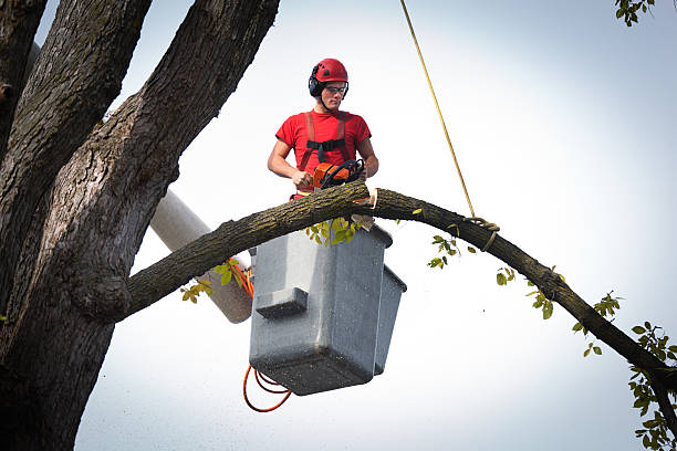 Best Storm Damage Tree Cleanup  in Vergennes, VT